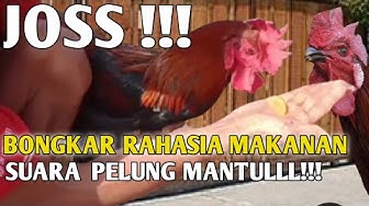 Detail Gambar Ayam Keluar Dari Celana Nomer 15