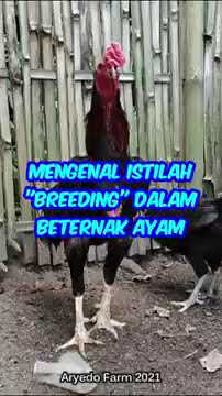 Detail Gambar Ayam Keluar Dari Celana Nomer 21