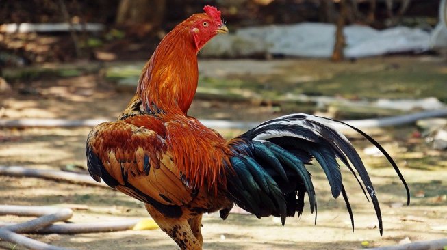 Detail Gambar Ayam Keluar Dari Celana Nomer 44