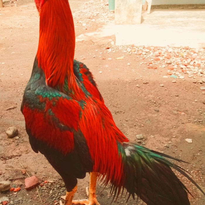 Detail Gambar Ayam Keluar Dari Celana Nomer 49