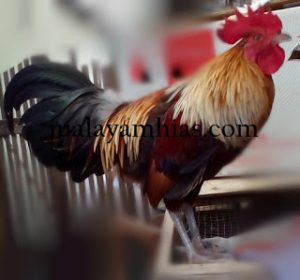 Detail Gambar Ayam Ketawa Nomer 21