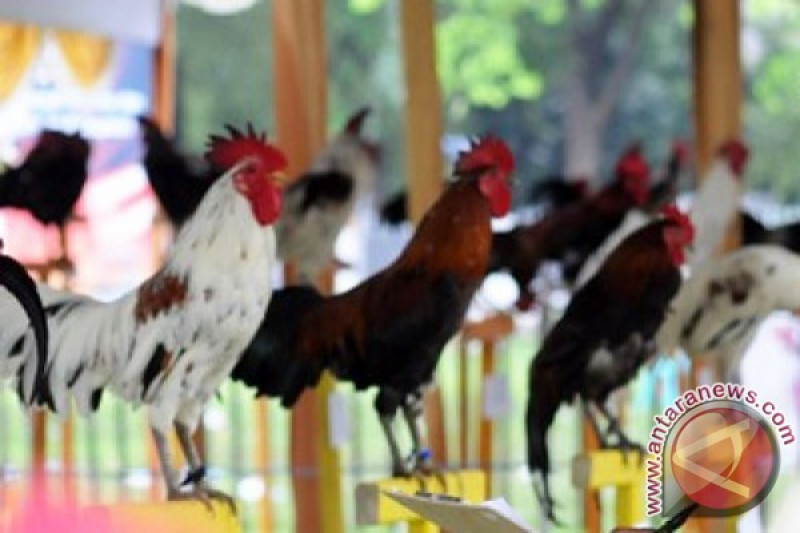 Detail Gambar Ayam Ketawa Nomer 23