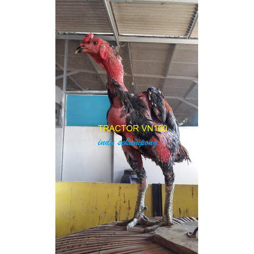 Detail Gambar Ayam Khoygon Nomer 16