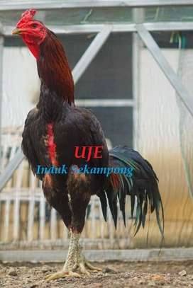 Detail Gambar Ayam Khoygon Nomer 19