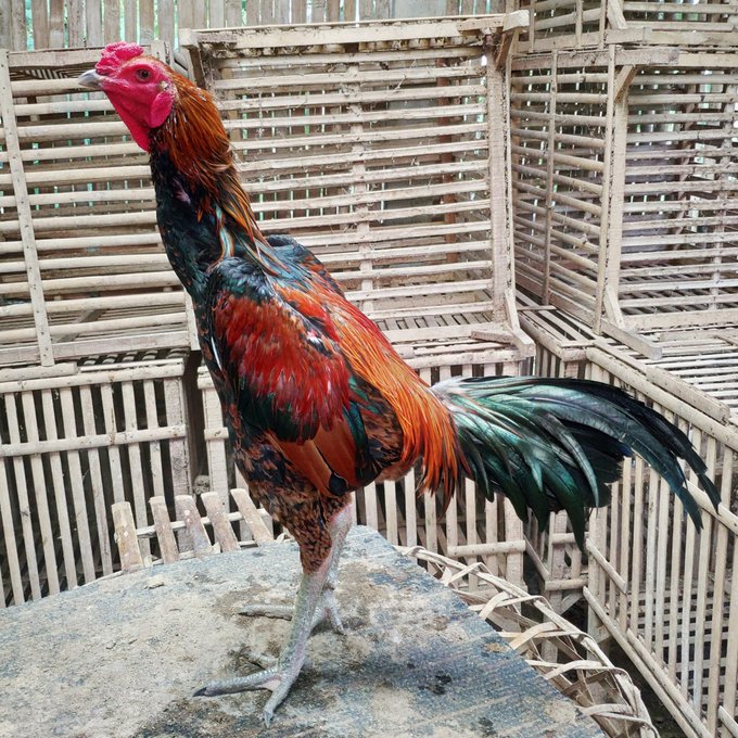 Detail Gambar Ayam Khoygon Nomer 20