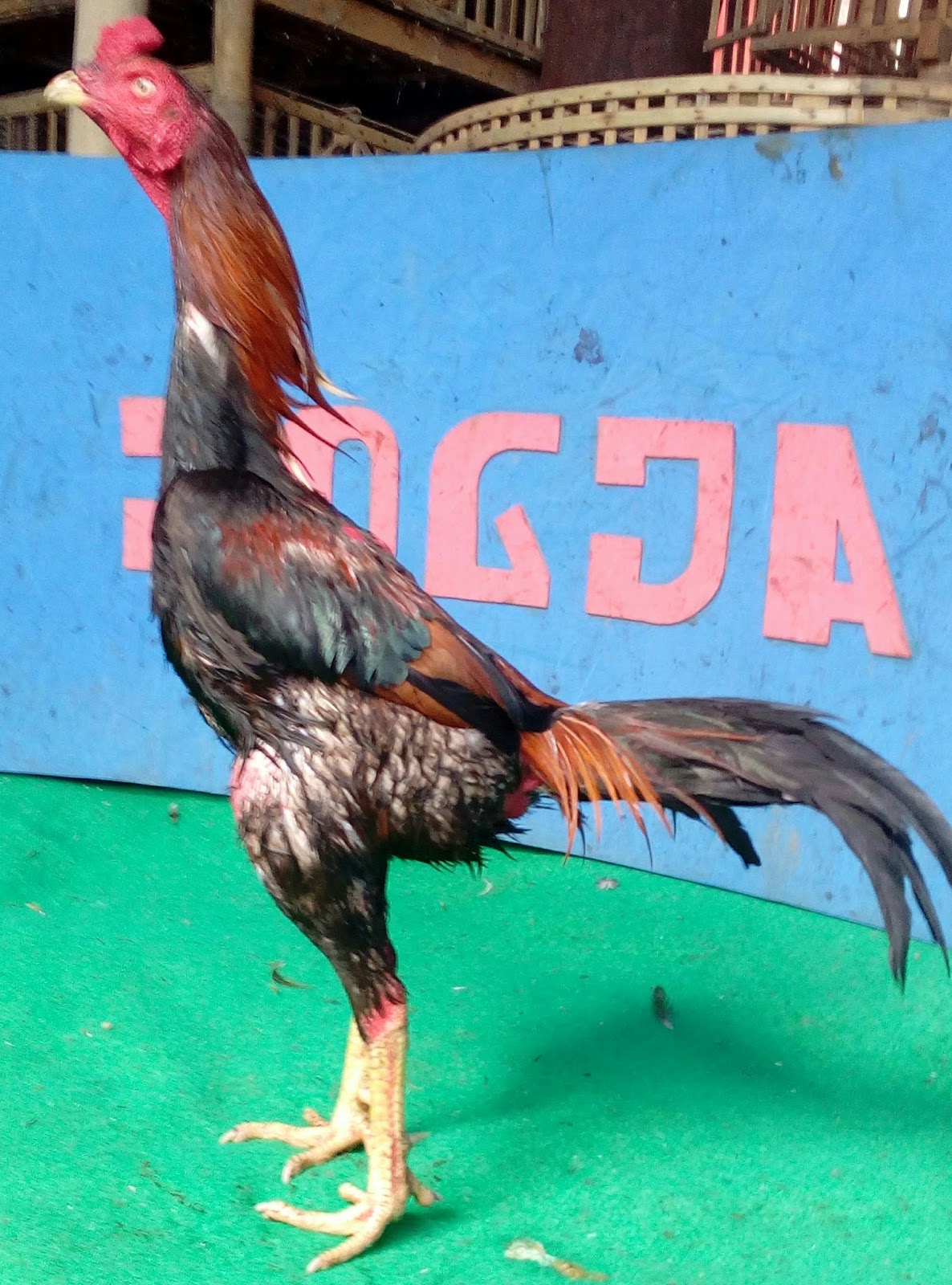 Detail Gambar Ayam Khoygon Nomer 22