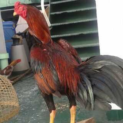 Detail Gambar Ayam Khoygon Nomer 24