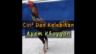 Detail Gambar Ayam Khoygon Nomer 31