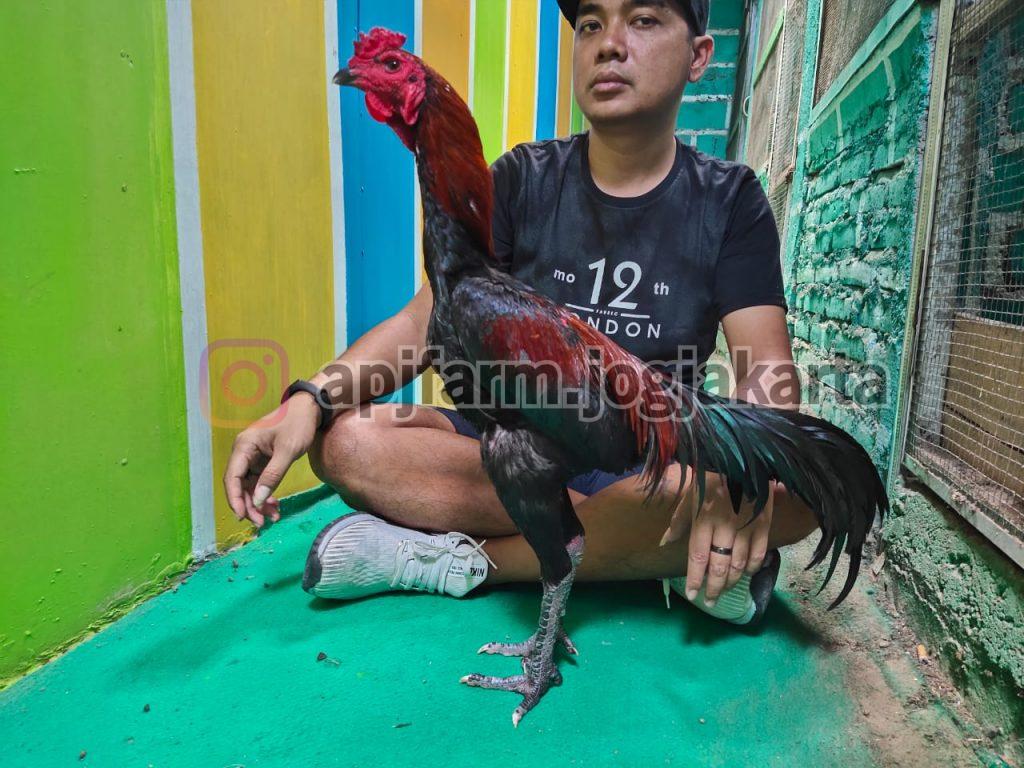 Detail Gambar Ayam Khoygon Nomer 36