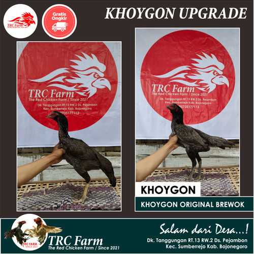 Detail Gambar Ayam Khoygon Nomer 38