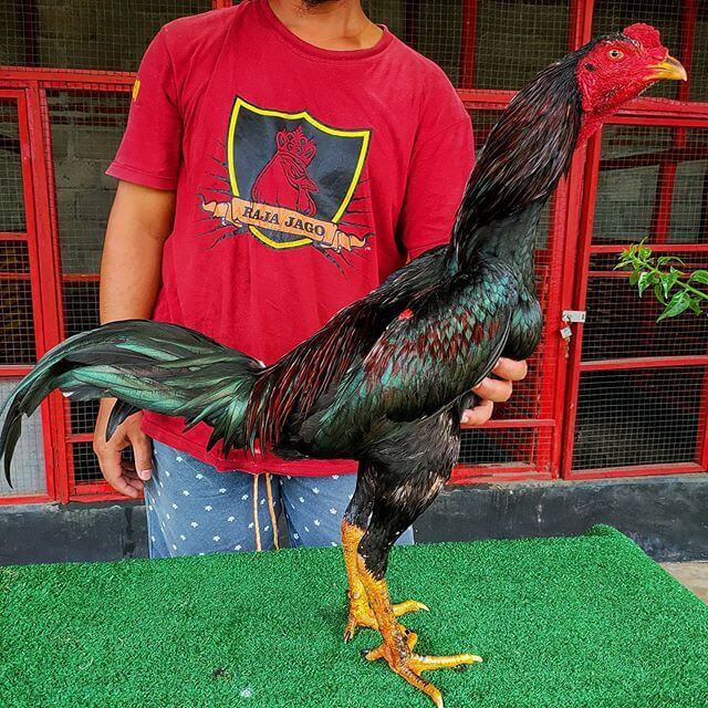 Detail Gambar Ayam Khoygon Nomer 8