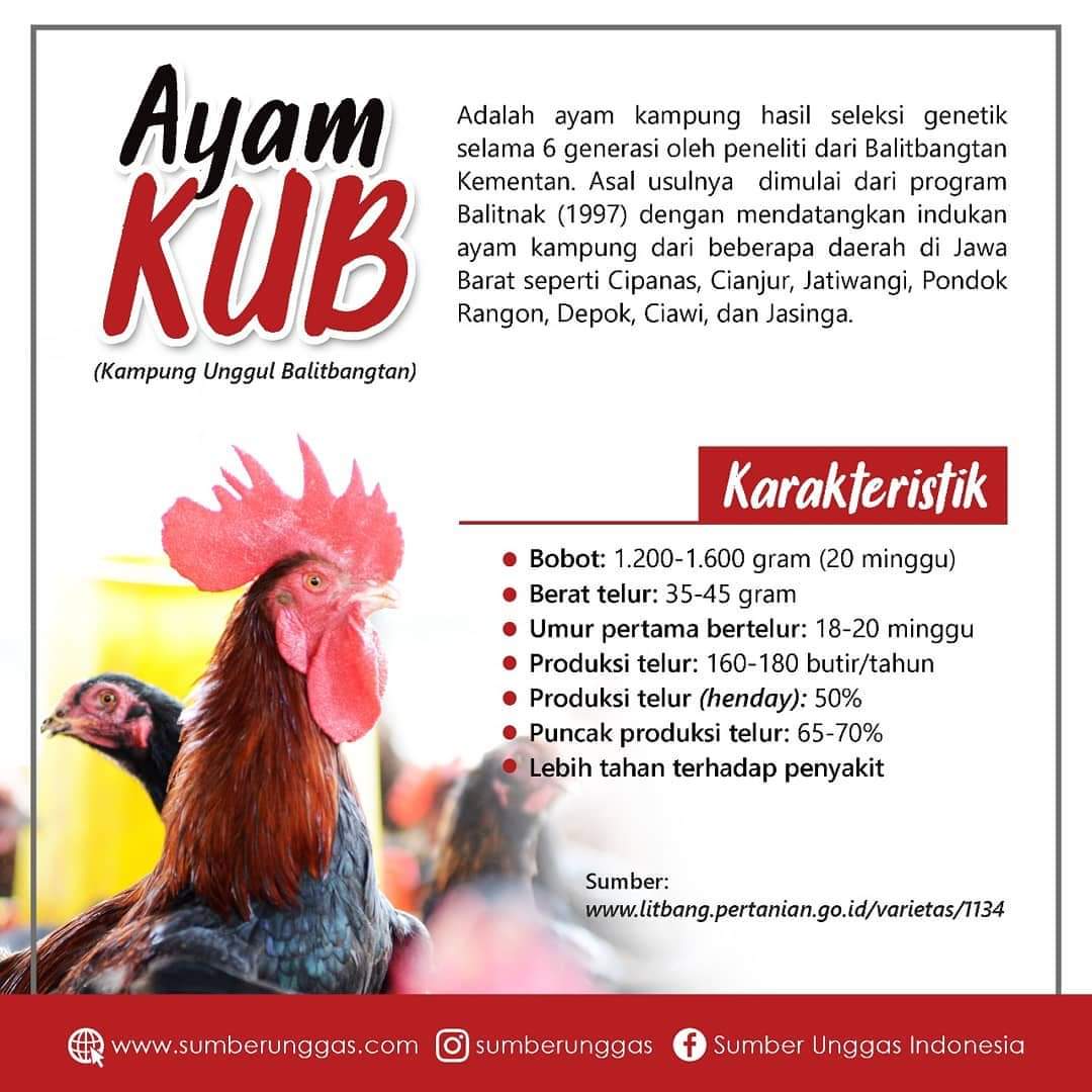 Detail Gambar Ayam Kub Nomer 15