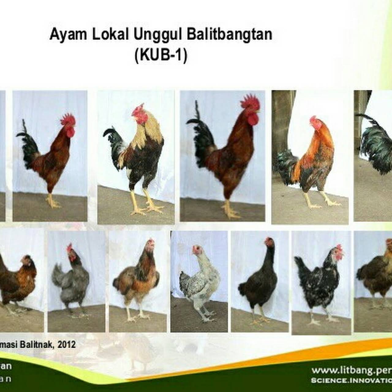 Detail Gambar Ayam Kub Nomer 17