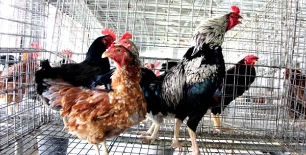 Detail Gambar Ayam Kub Nomer 25