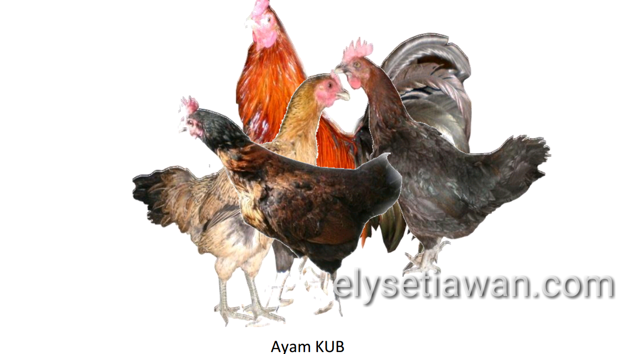 Detail Gambar Ayam Kub Nomer 3