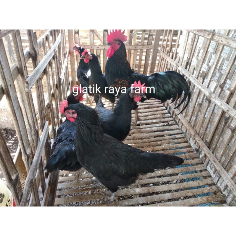 Detail Gambar Ayam Kub Nomer 35