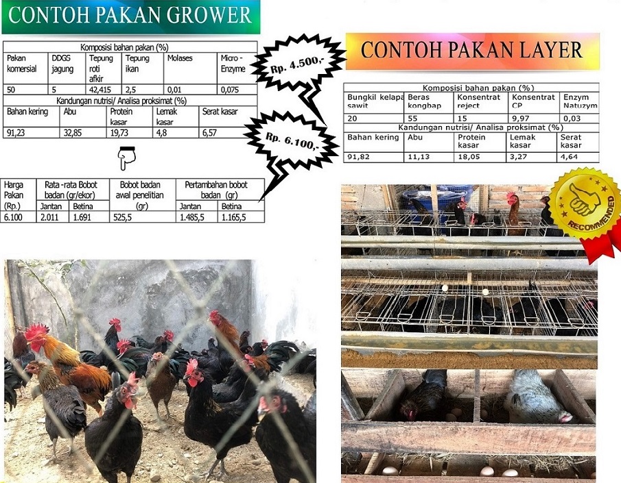 Detail Gambar Ayam Kub Nomer 38