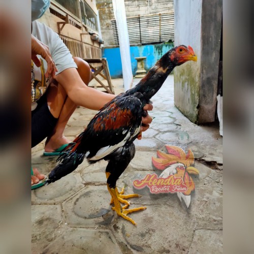 Detail Gambar Ayam Laga Nomer 16