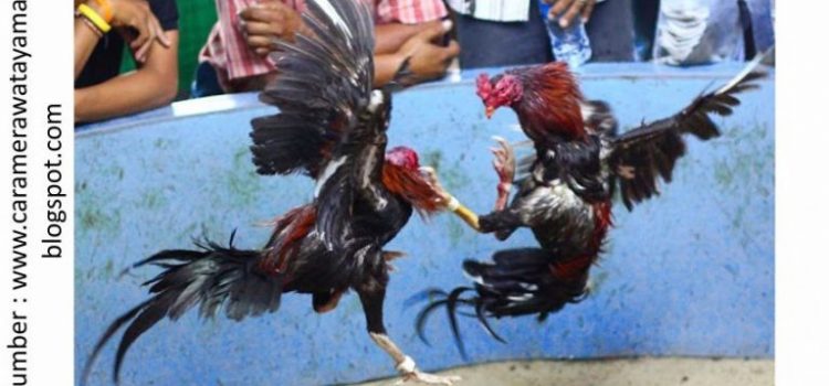 Detail Gambar Ayam Laga Nomer 18