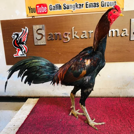 Detail Gambar Ayam Laga Nomer 21