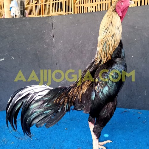 Detail Gambar Ayam Laga Nomer 40