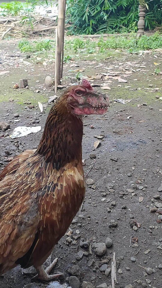 Gambar Ayam Lucu Dan Unik - KibrisPDR