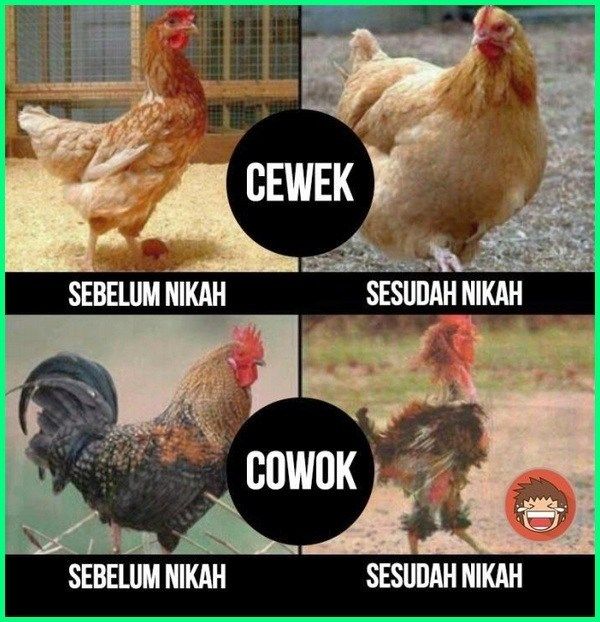 Detail Gambar Ayam Lucu Gokil Nomer 2