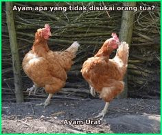 Detail Gambar Ayam Lucu Gokil Nomer 21