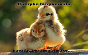 Detail Gambar Ayam Lucu Gokil Nomer 54