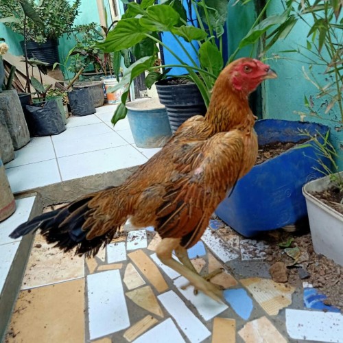 Detail Gambar Ayam Magon Nomer 15