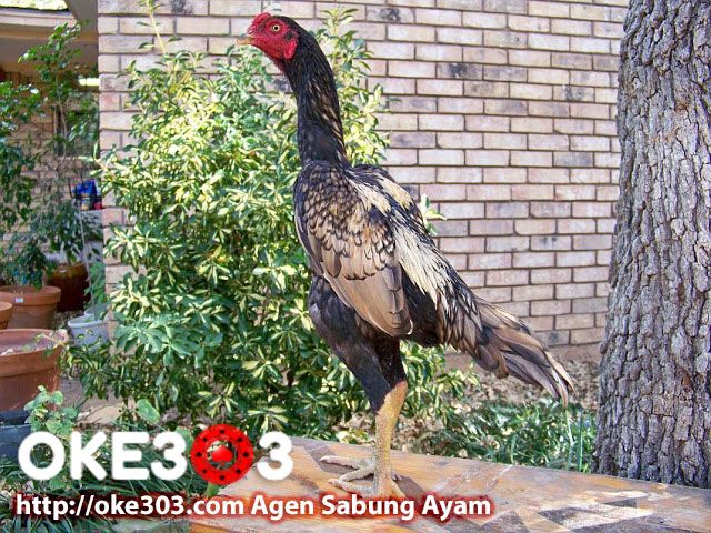 Detail Gambar Ayam Magon Nomer 30