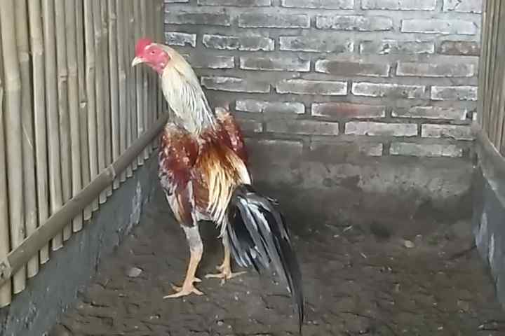 Detail Gambar Ayam Magon Nomer 40