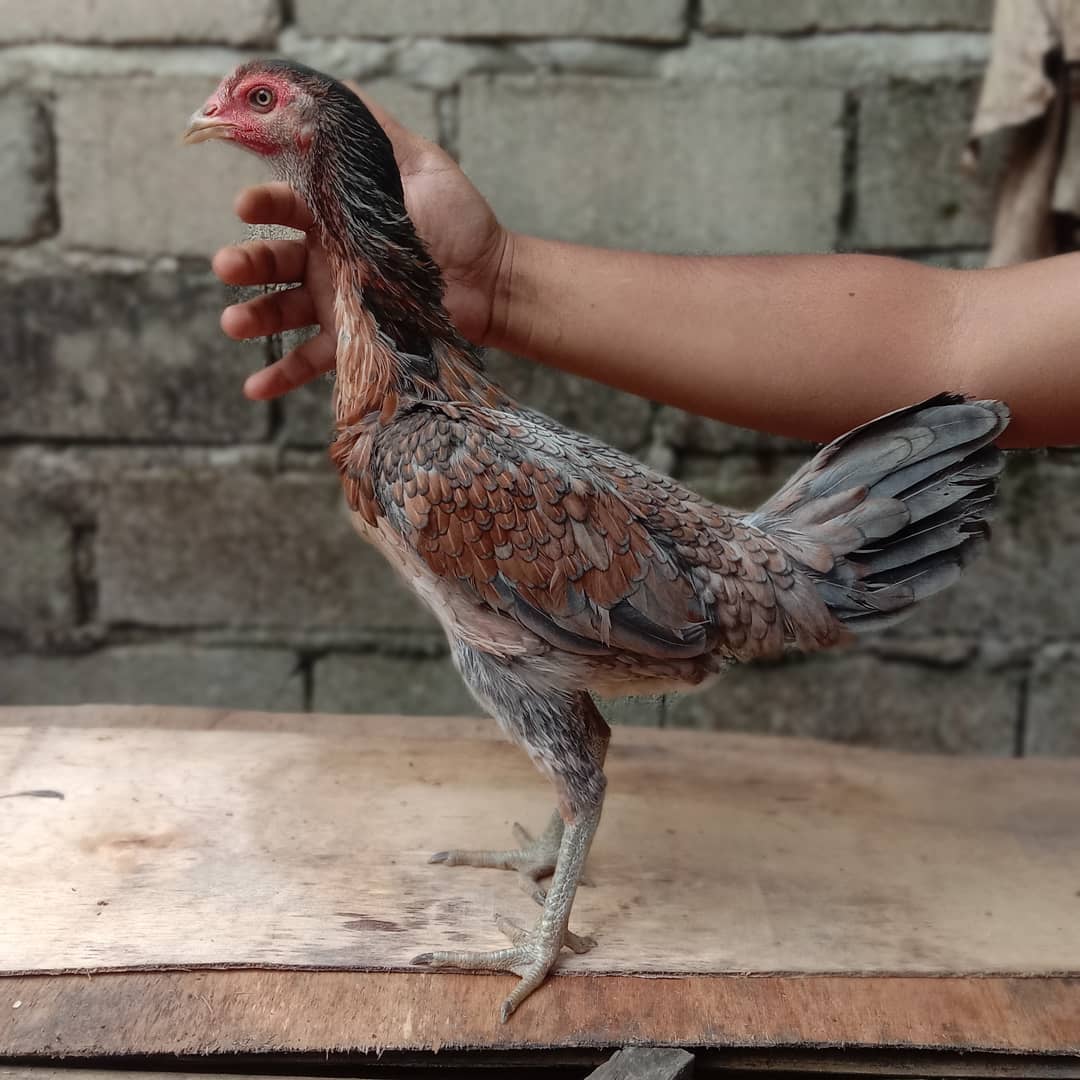 Detail Gambar Ayam Magon Nomer 43