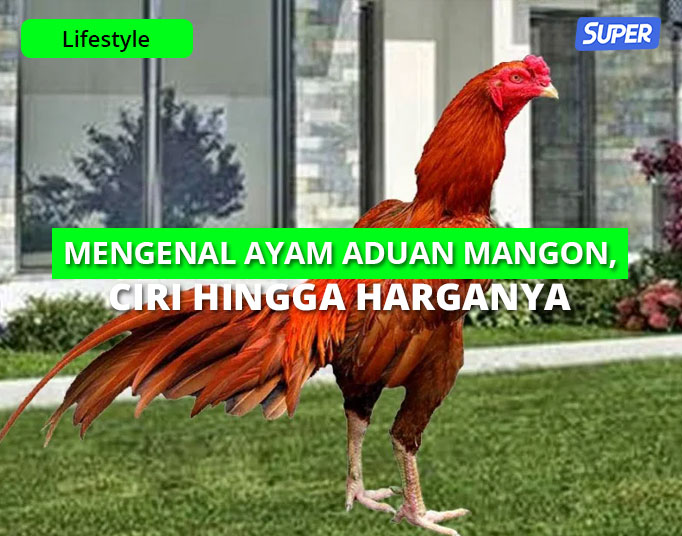 Detail Gambar Ayam Magon Nomer 47