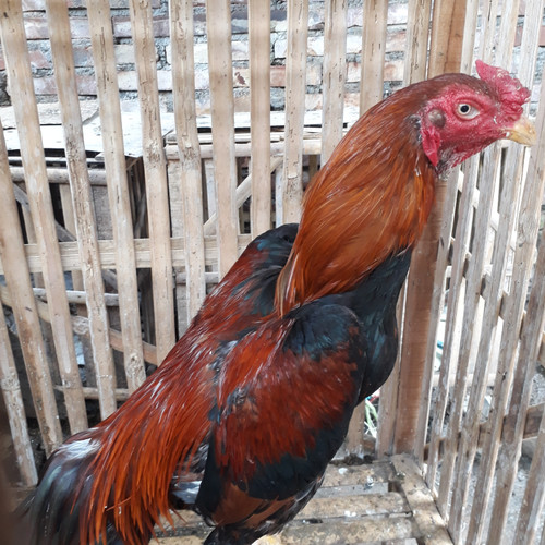 Detail Gambar Ayam Magon Nomer 48