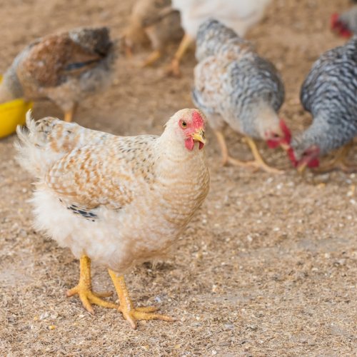 Detail Gambar Ayam Makan Nomer 9