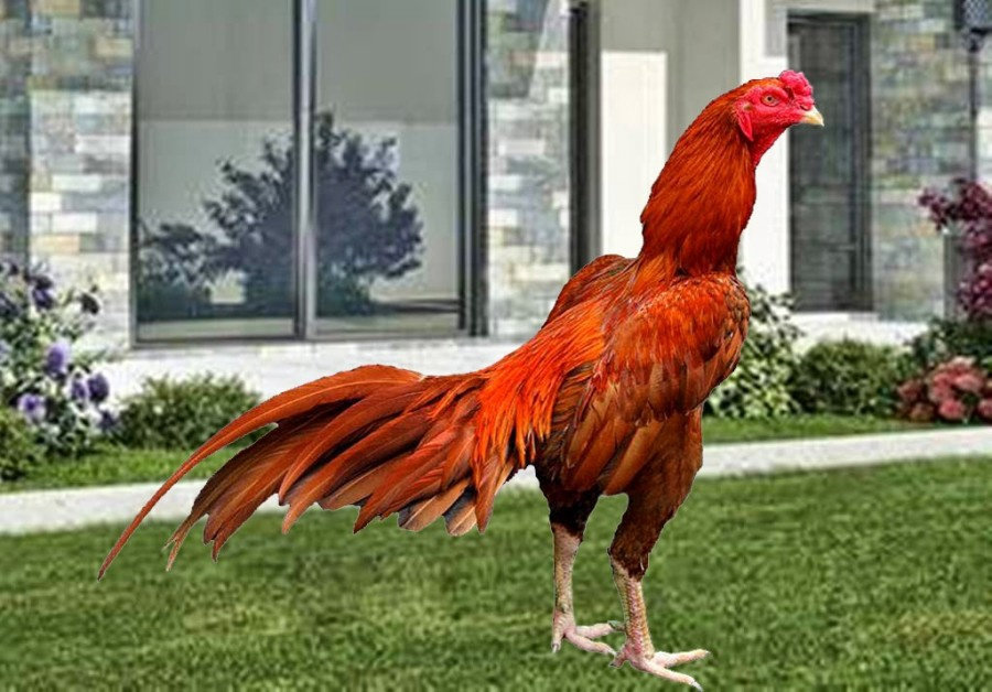 Detail Gambar Ayam Makan Nomer 24
