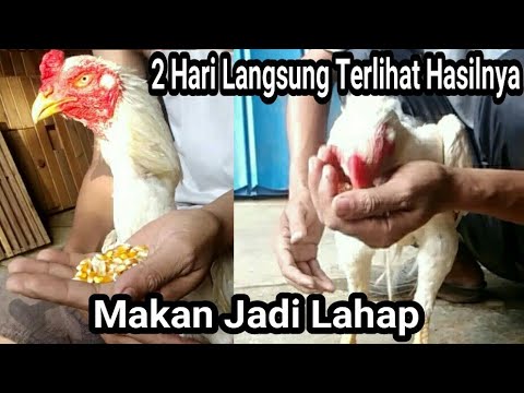 Detail Gambar Ayam Makan Nomer 38