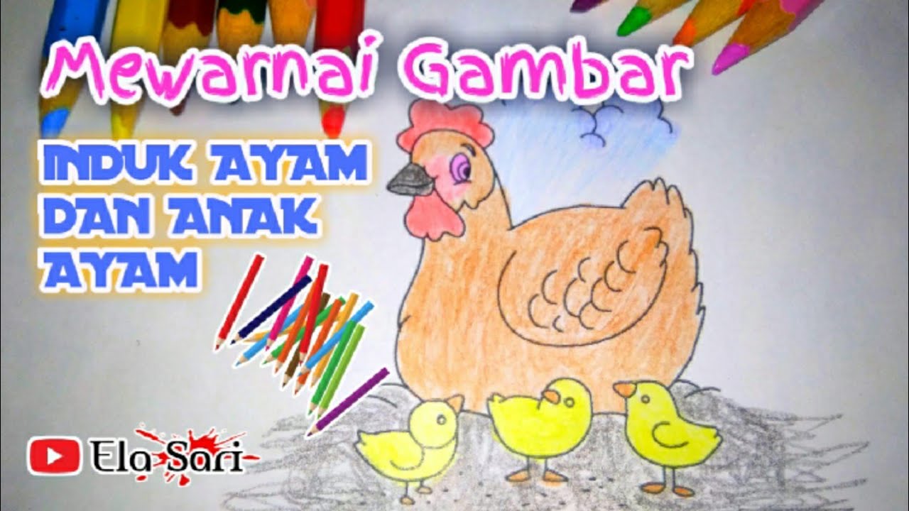 Detail Gambar Ayam Mewarnai Nomer 21