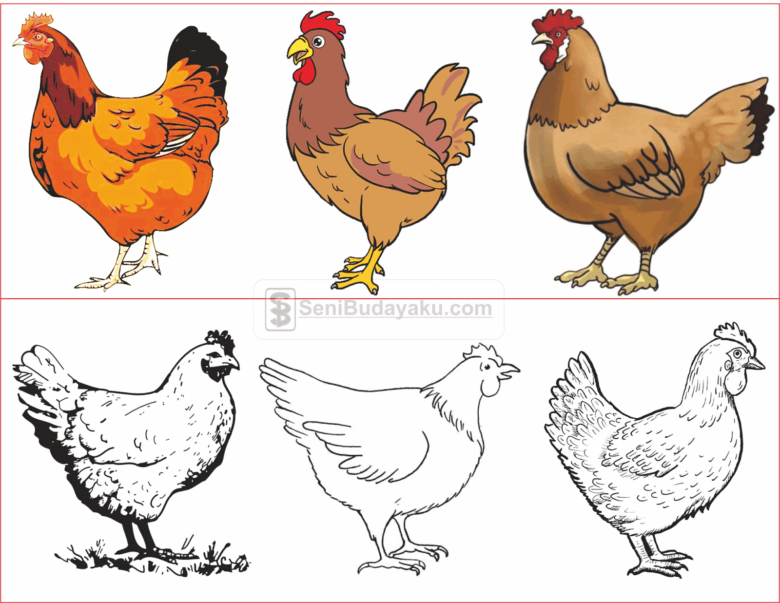 Detail Gambar Ayam Mewarnai Anak Tk Nomer 34