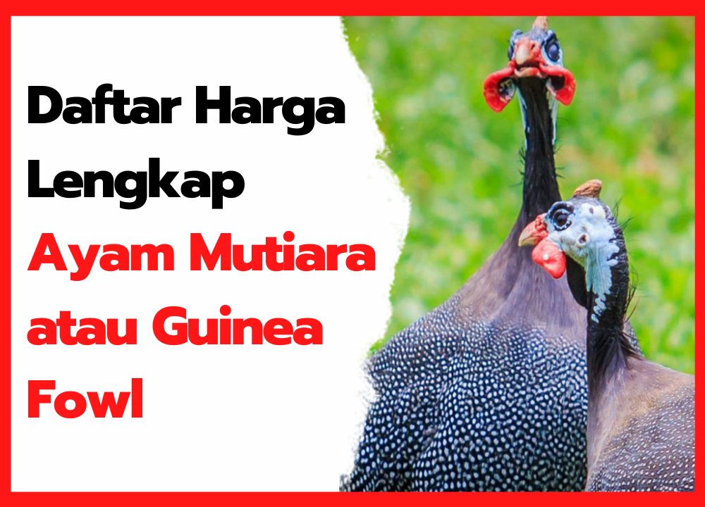 Detail Gambar Ayam Mutiara Nomer 16