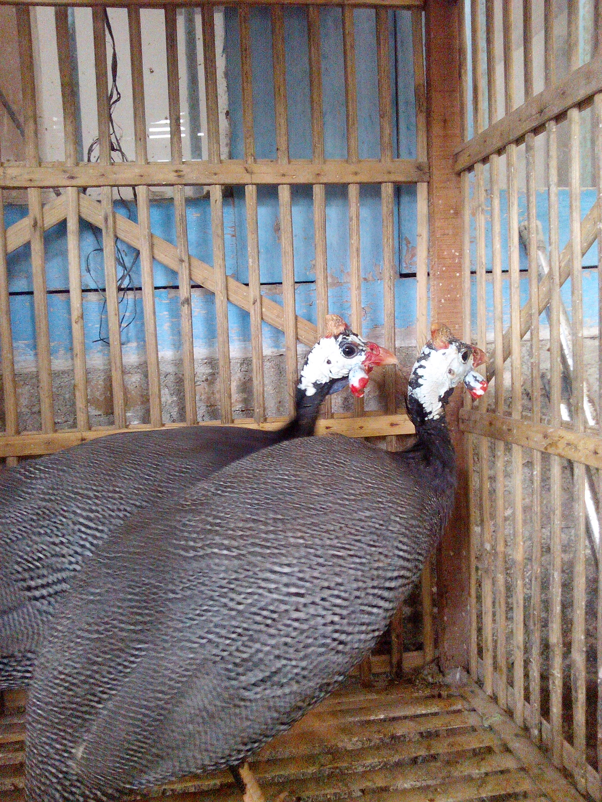 Detail Gambar Ayam Mutiara Nomer 29