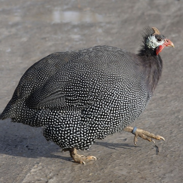 Detail Gambar Ayam Mutiara Nomer 36