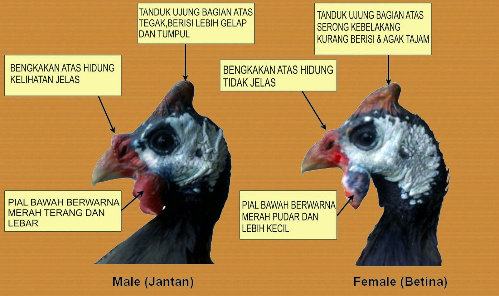 Detail Gambar Ayam Mutiara Nomer 48