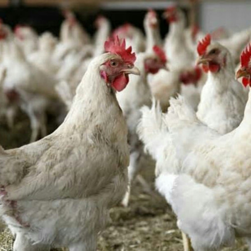 Detail Gambar Ayam Negeri Nomer 15