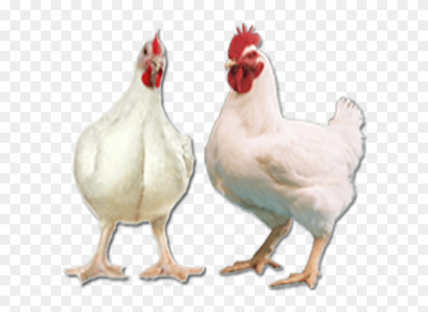 Detail Gambar Ayam Negeri Nomer 23