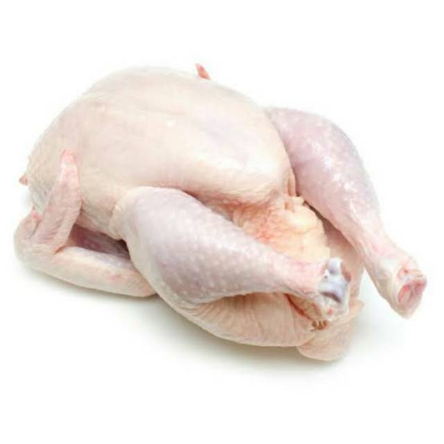 Detail Gambar Ayam Negri Nomer 40