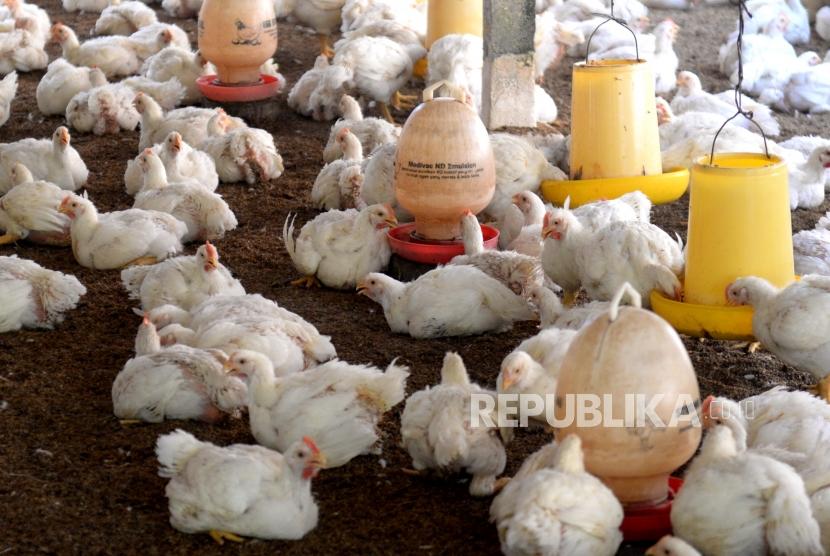 Detail Gambar Ayam Negri Nomer 43