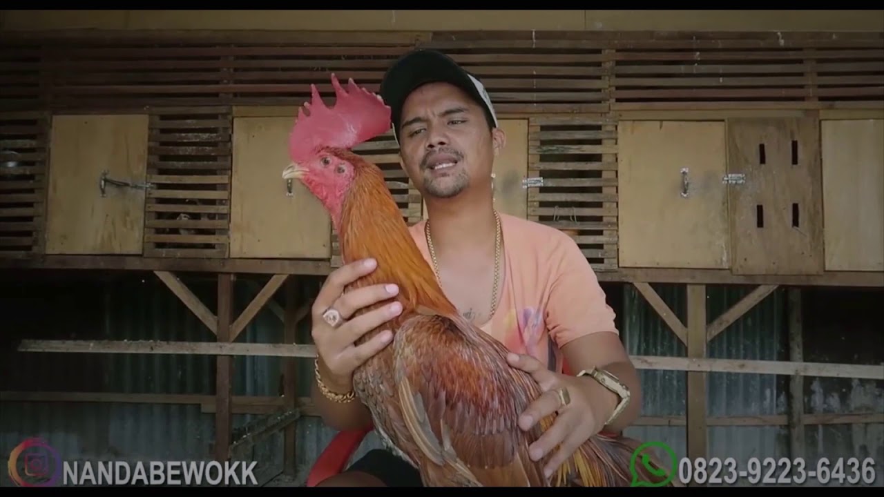 Detail Gambar Ayam Ninja Nomer 14