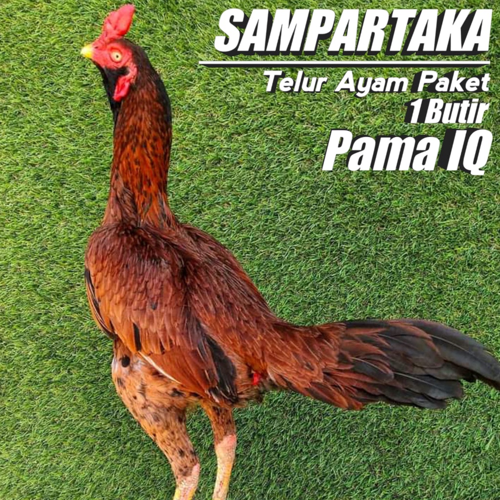 Detail Gambar Ayam Ninja Nomer 17